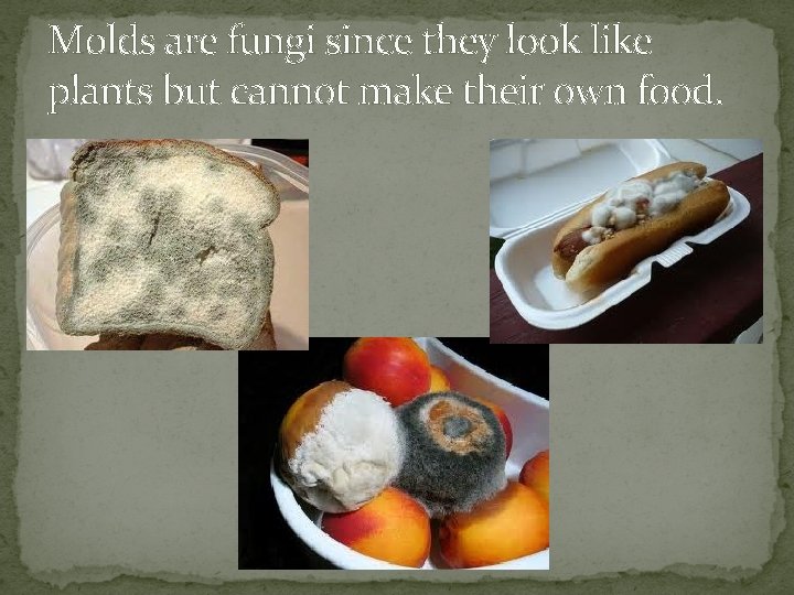Molds are fungi since they look like plants but cannot make their own food.