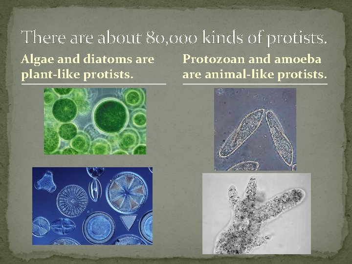 There about 80, 000 kinds of protists. Algae and diatoms are plant-like protists. Protozoan