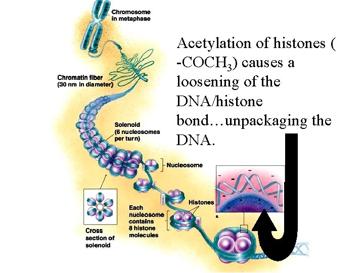 Acetylation of histones ( -COCH 3) causes a loosening of the DNA/histone bond…unpackaging the