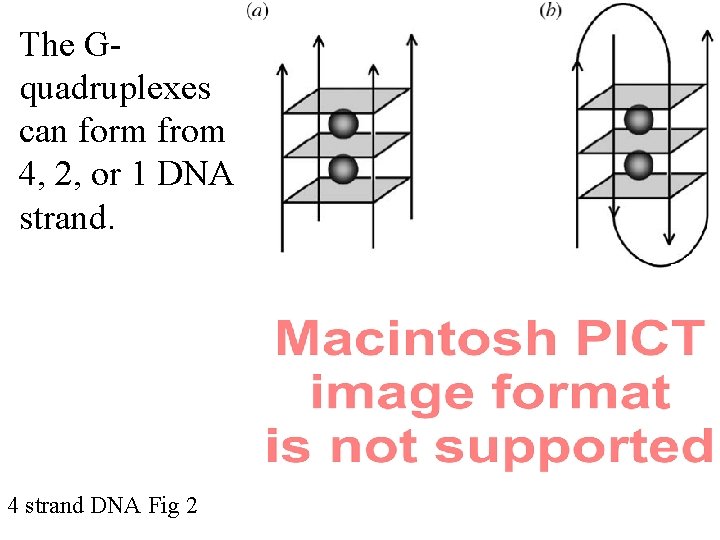 The Gquadruplexes can form from 4, 2, or 1 DNA strand. 4 strand DNA