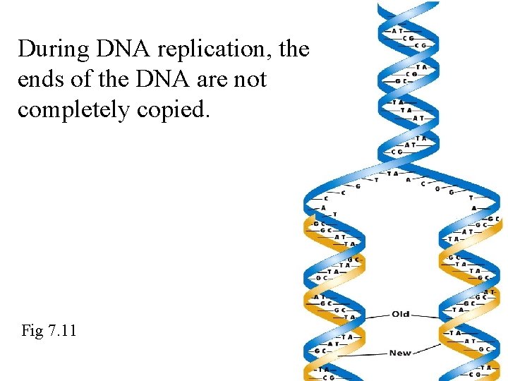 During DNA replication, the ends of the DNA are not completely copied. Fig 7.