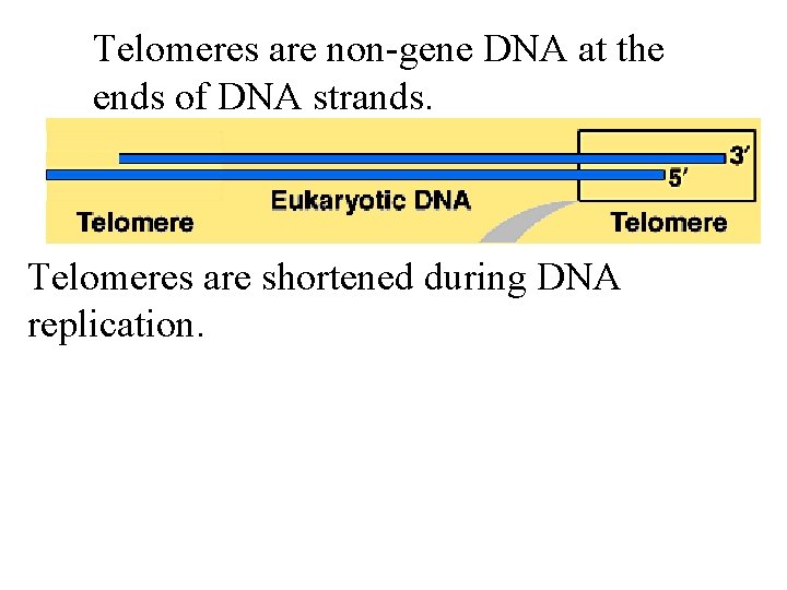 Telomeres are non-gene DNA at the ends of DNA strands. Telomeres are shortened during