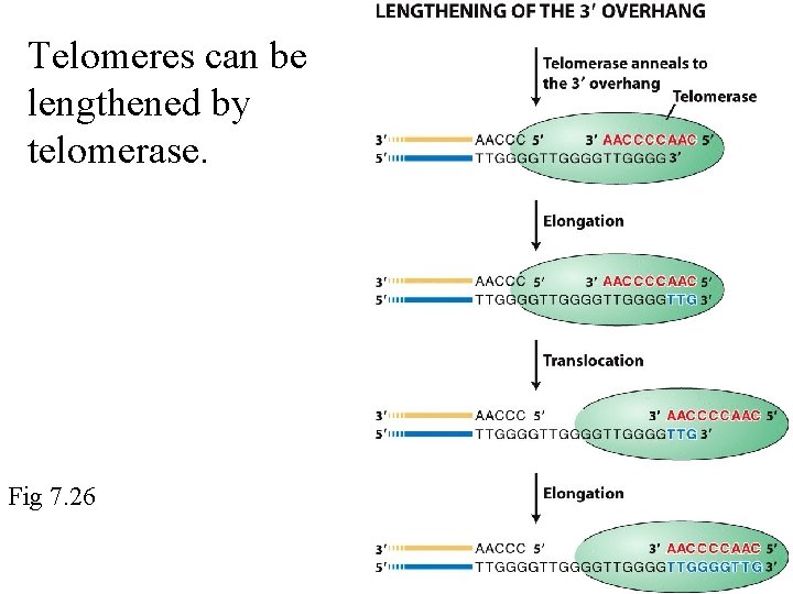 Telomeres can be lengthened by telomerase. Fig 7. 26 