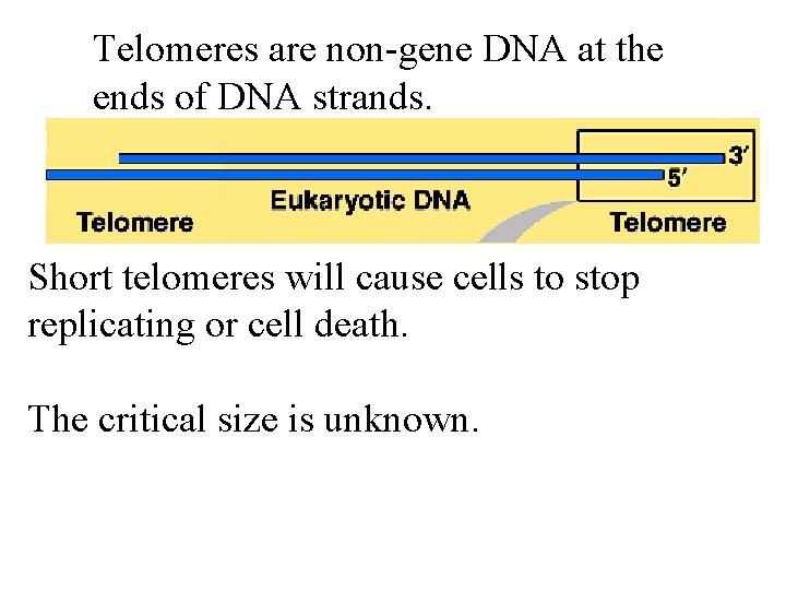 Telomeres are non-gene DNA at the ends of DNA strands. Short telomeres will cause