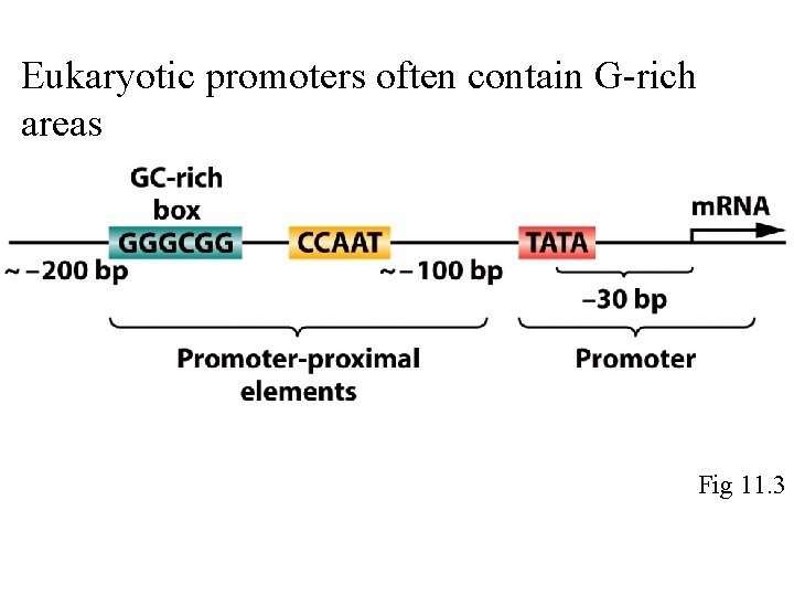 Eukaryotic promoters often contain G-rich areas Fig 11. 3 