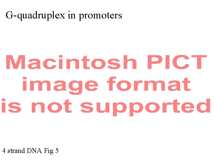 G-quadruplex in promoters 4 strand DNA Fig 5 