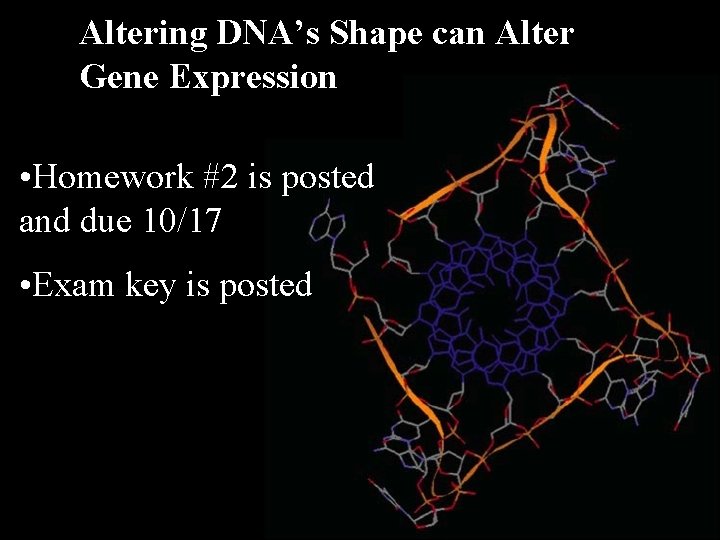 Altering DNA’s Shape can Alter Gene Expression • Homework #2 is posted and due