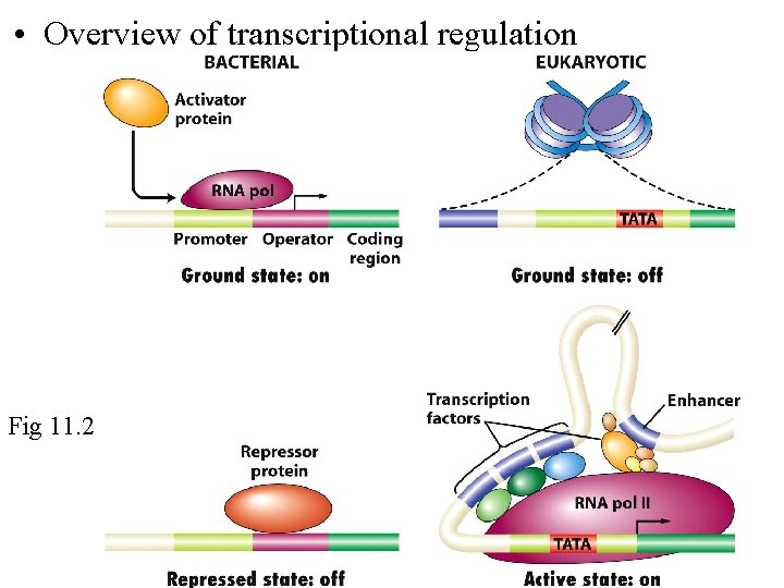  • Overview of transcriptional regulation Figure 11 -2 Fig 11. 2 