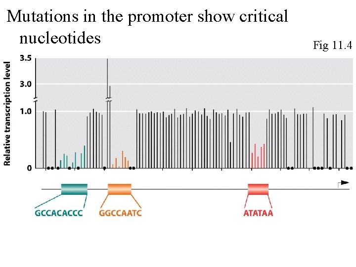 Mutations in the promoter show critical nucleotides Fig 11. 4 