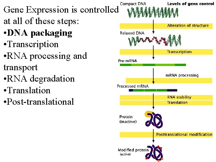 Gene Expression is controlled at all of these steps: • DNA packaging • Transcription