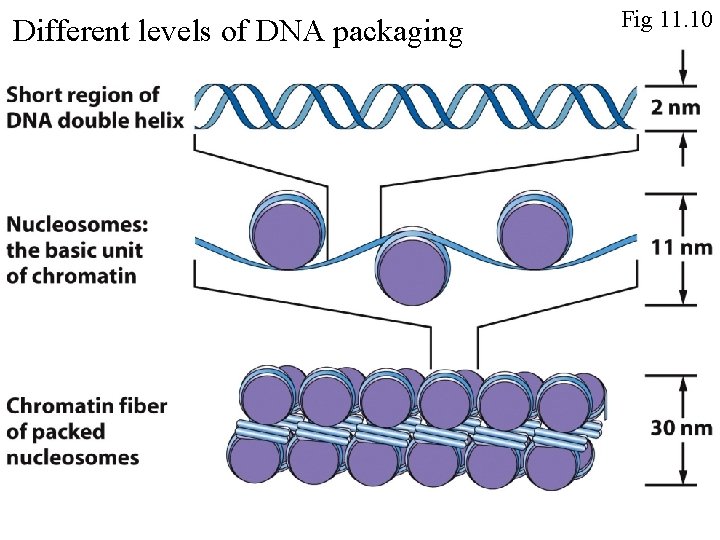 Different levels of DNA packaging Fig 11. 10 