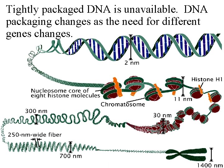 Tightly packaged DNA is unavailable. DNA packaging changes as the need for different genes