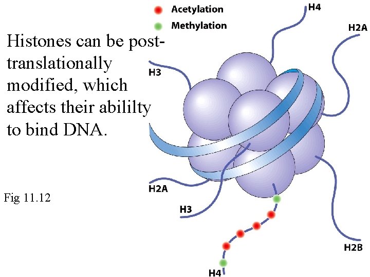 Histones can be posttranslationally modified, which affects their abililty to bind DNA. Fig 11.