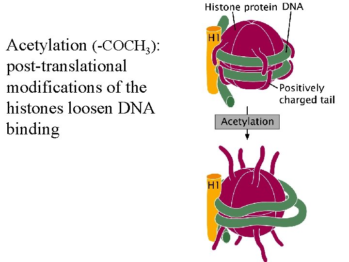 Acetylation (-COCH 3): post-translational modifications of the histones loosen DNA binding 