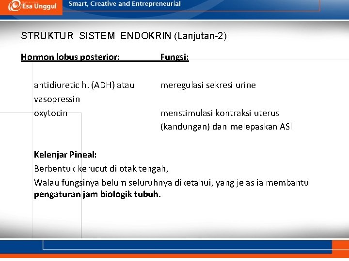 STRUKTUR SISTEM ENDOKRIN (Lanjutan-2) Hormon lobus posterior: antidiuretic h. (ADH) atau vasopressin oxytocin Fungsi: