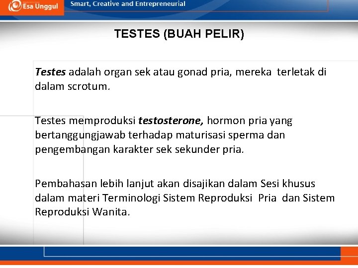 TESTES (BUAH PELIR) Testes adalah organ sek atau gonad pria, mereka terletak di dalam