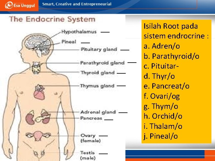 ___ ___ ___ Isilah Root pada sistem endrocrine : a. Adren/o b. Parathyroid/o c.