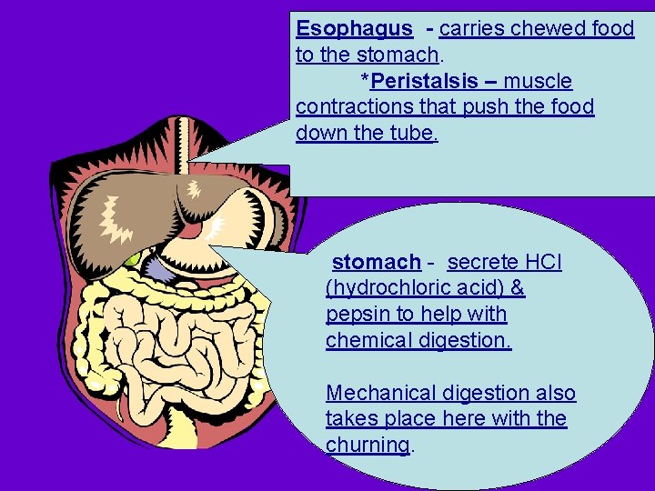 Esophagus - carries chewed food to the stomach. *Peristalsis – muscle contractions that push Esophagus - carries chewed food to the stomach. *Peristalsis – muscle contractions that push