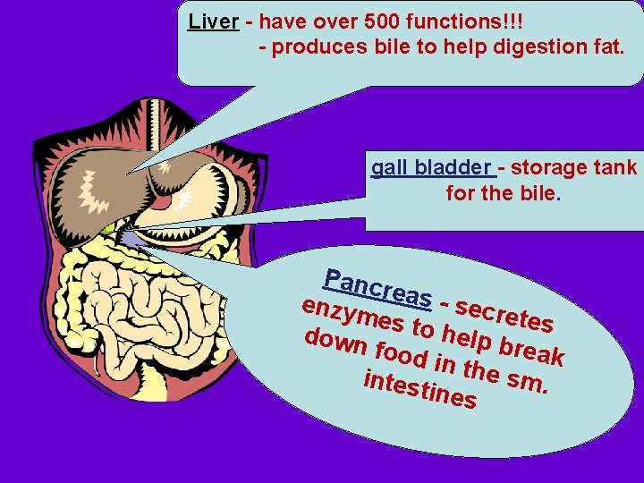 Liver - have over 500 functions!!! - produces bile to help digestion fat. gall Liver - have over 500 functions!!! - produces bile to help digestion fat. gall