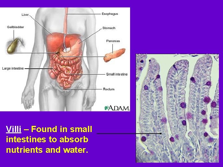 Villi – Found in small intestines to absorb nutrients and water. Villi – Found in small intestines to absorb nutrients and water.