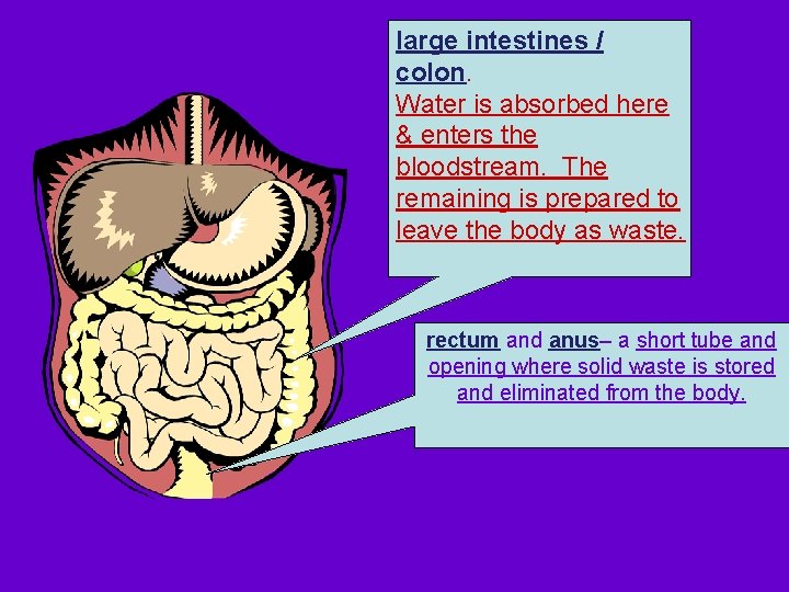 large intestines / colon. Water is absorbed here & enters the bloodstream. The remaining large intestines / colon. Water is absorbed here & enters the bloodstream. The remaining