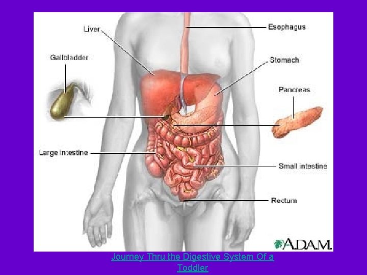 Journey Thru the Digestive System Of a Toddler Journey Thru the Digestive System Of a Toddler