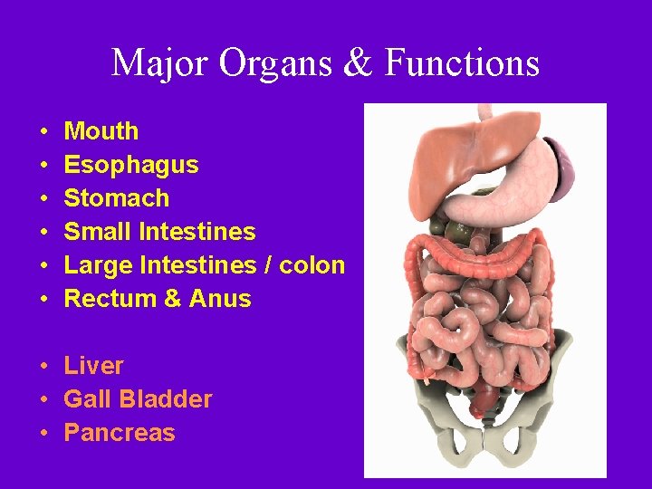 Major Organs & Functions • • • Mouth Esophagus Stomach Small Intestines Large Intestines Major Organs & Functions • • • Mouth Esophagus Stomach Small Intestines Large Intestines