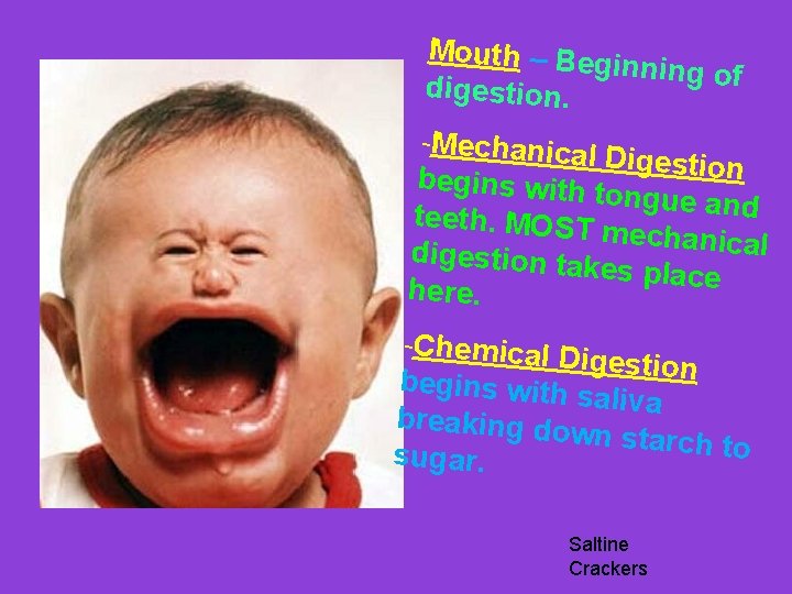 Mouth – Beg inning of digestion. -Mechanical Digestion begins with tongue and teeth. MOST Mouth – Beg inning of digestion. -Mechanical Digestion begins with tongue and teeth. MOST