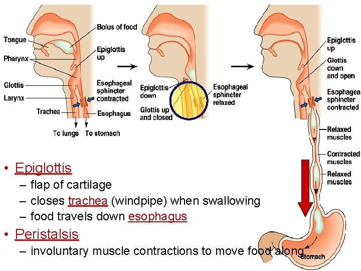 • Epiglottis – flap of cartilage – closes trachea (windpipe) when swallowing – • Epiglottis – flap of cartilage – closes trachea (windpipe) when swallowing –