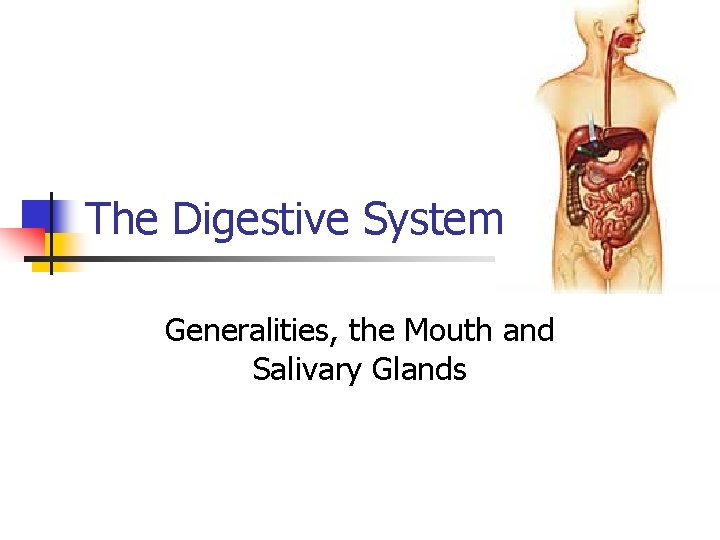 The Digestive System Generalities, the Mouth and Salivary Glands The Digestive System Generalities, the Mouth and Salivary Glands