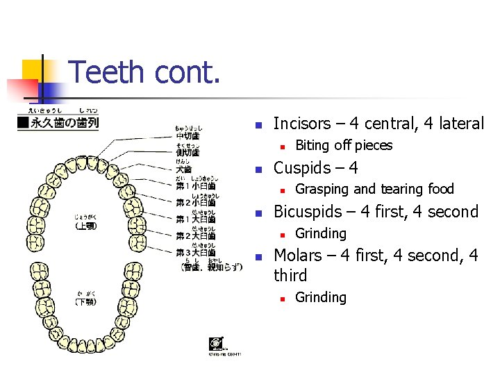 Teeth cont. n Incisors – 4 central, 4 lateral n n Cuspids – 4