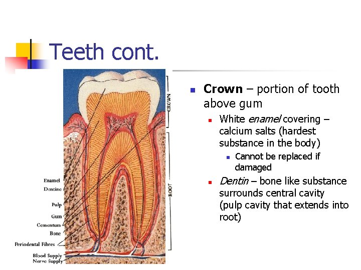 Teeth cont. n Crown – portion of tooth above gum n White enamel covering Teeth cont. n Crown – portion of tooth above gum n White enamel covering