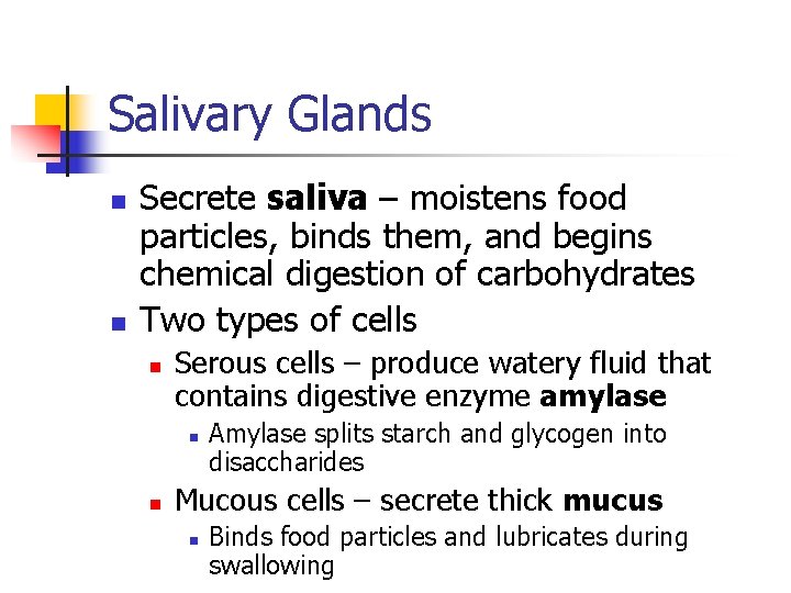 Salivary Glands n n Secrete saliva – moistens food particles, binds them, and begins