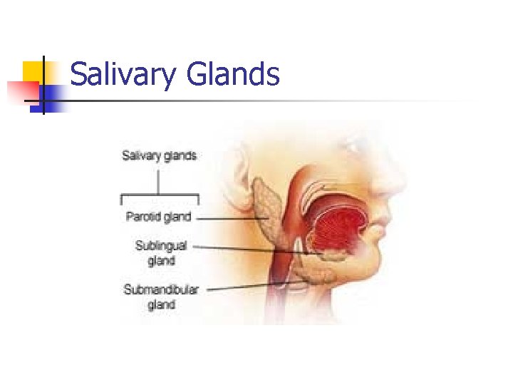 Salivary Glands Salivary Glands