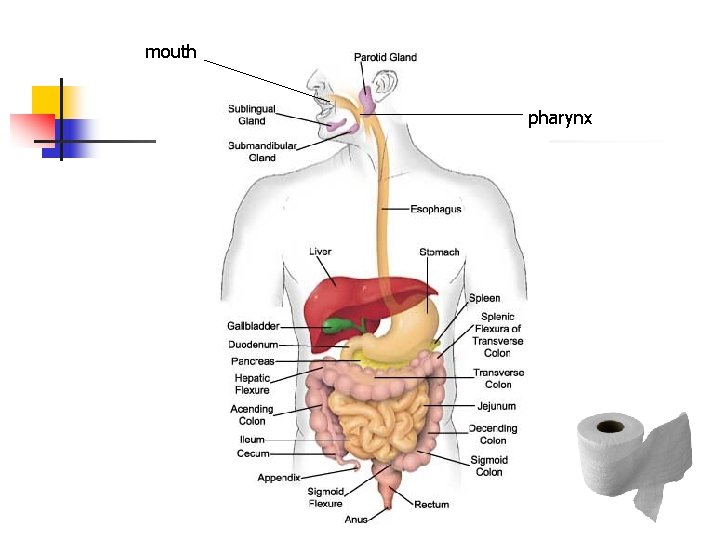 mouth pharynx mouth pharynx