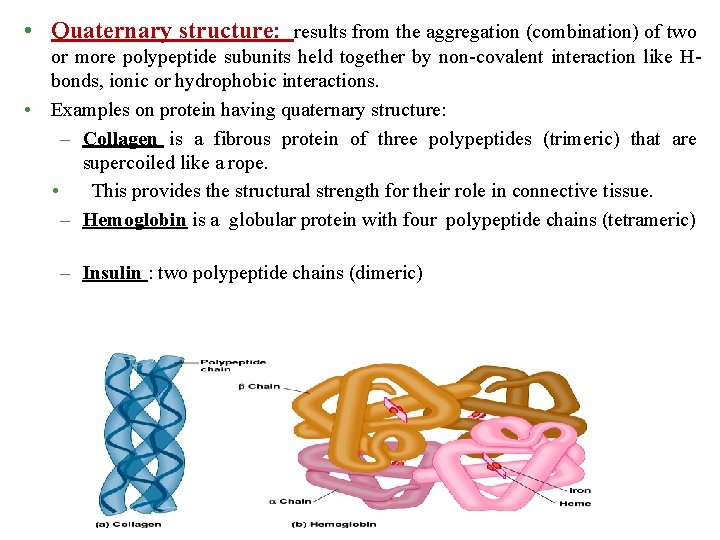 • Quaternary structure: results from the aggregation (combination) of two or more polypeptide
