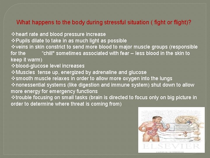 What happens to the body during stressful situation ( fight or flight)? vheart rate