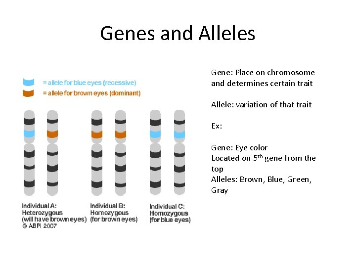 Genes and Alleles Gene: Place on chromosome and determines certain trait Allele: variation of