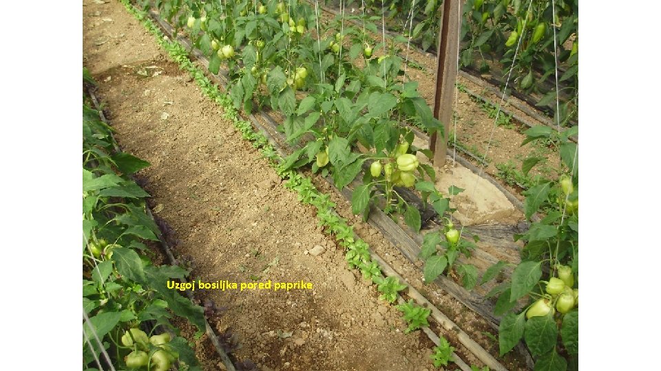 Uzgoj bosiljka pored paprike 