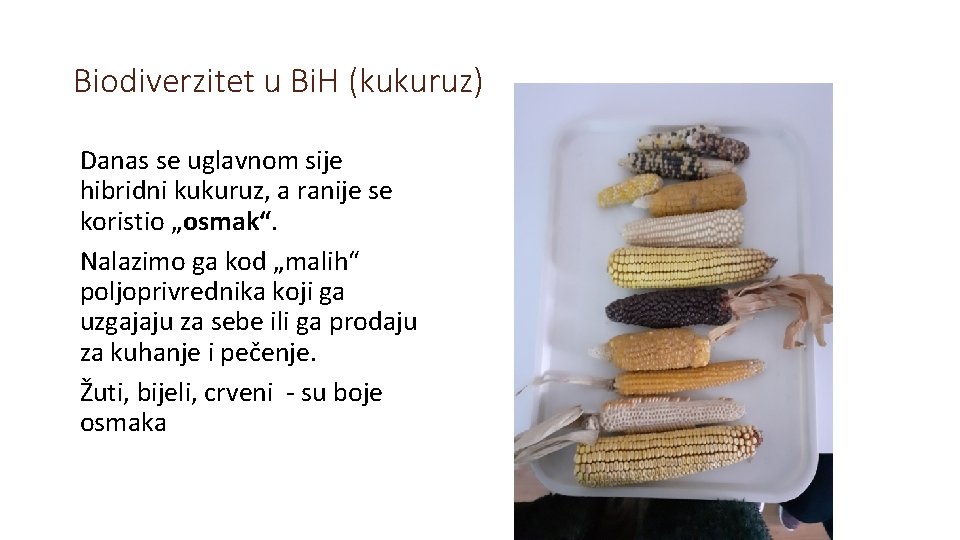 Biodiverzitet u Bi. H (kukuruz) Danas se uglavnom sije hibridni kukuruz, a ranije se