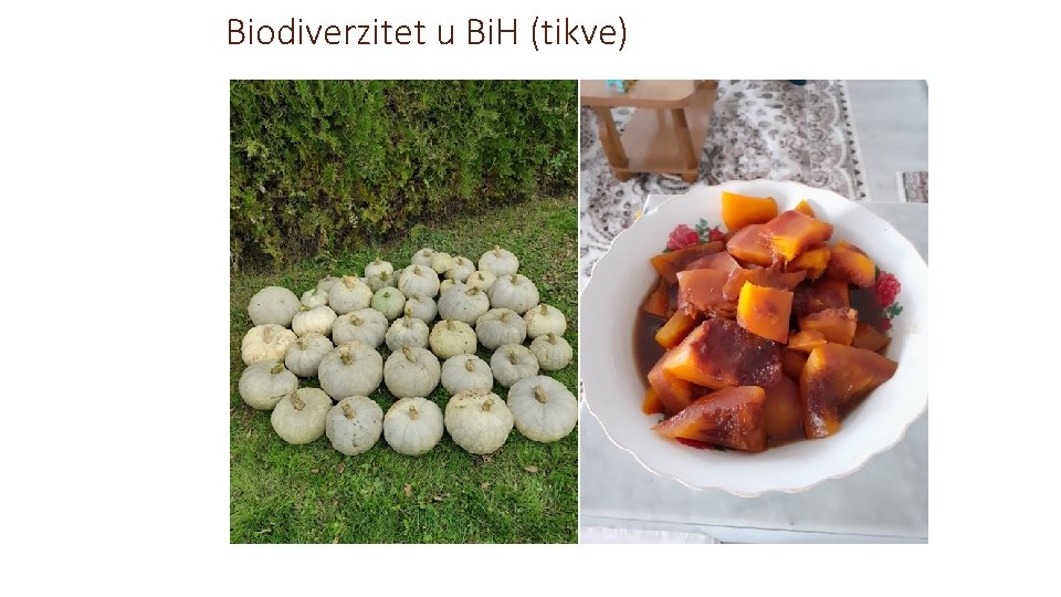 Biodiverzitet u Bi. H (tikve) 