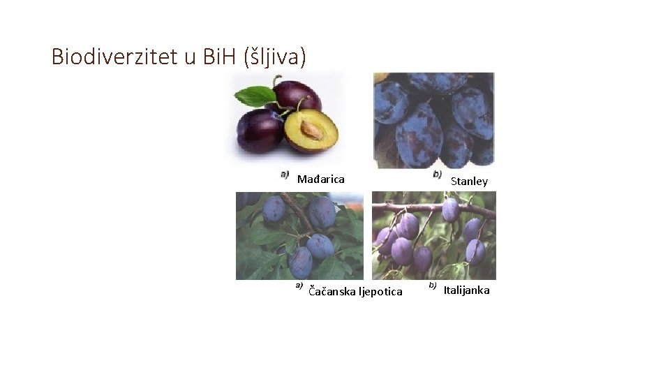 Biodiverzitet u Bi. H (šljiva) Mađarica Čačanska ljepotica Stanley Italijanka 