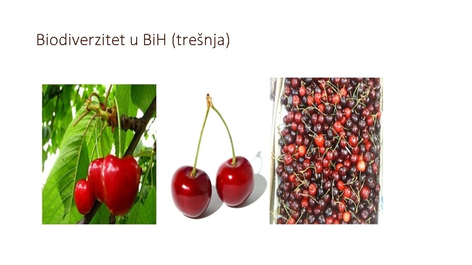 Biodiverzitet u Bi. H (trešnja) 