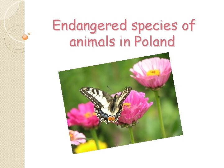 Endangered species of animals in Poland 