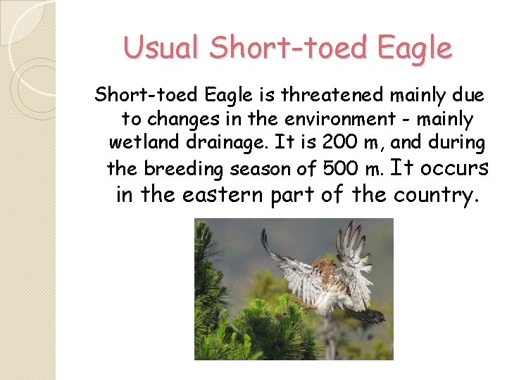 Usual Short-toed Eagle is threatened mainly due to changes in the environment - mainly