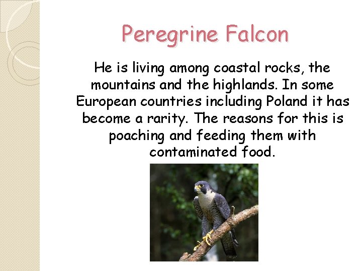 Peregrine Falcon He is living among coastal rocks, the mountains and the highlands. In