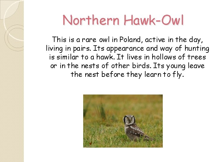 Northern Hawk-Owl This is a rare owl in Poland, active in the day, living