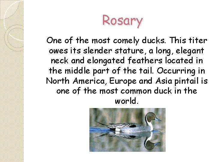 Rosary One of the most comely ducks. This titer owes its slender stature, a