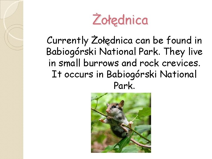 Żołędnica Currently Żołędnica can be found in Babiogórski National Park. They live in small