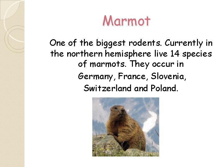 Marmot One of the biggest rodents. Currently in the northern hemisphere live 14 species